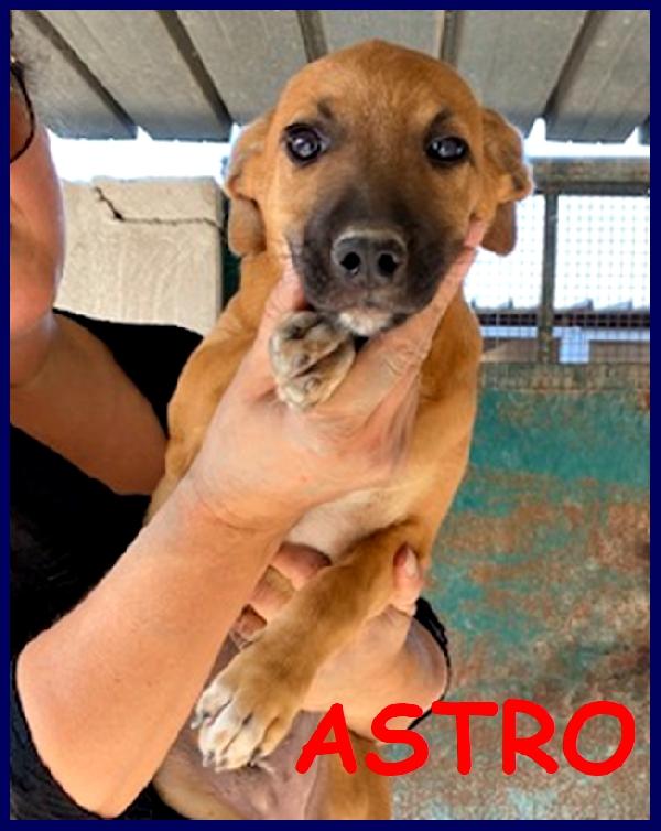 Astro, Cucciolo 4 Mesi, Cerca Una Mamma Umana Che Lo Cresca Con Amore!