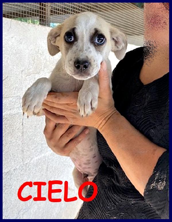 Cielo, Tenero Cucciolo 4 Mesi, Ha Gli Occhi Tristi E  Cerca Una Famiglia Che Se Ne Prenda Cura Per Sempre!