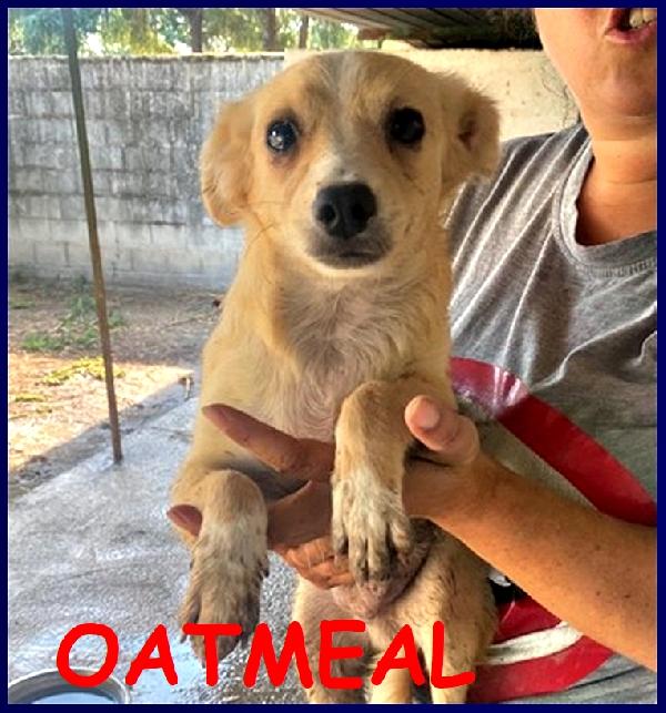 Oatmeal Cucciolotto 6-7 Mesi Tg Piccola...e' Vivace, Carinissimo Ma Nessuno Lo Vuole!