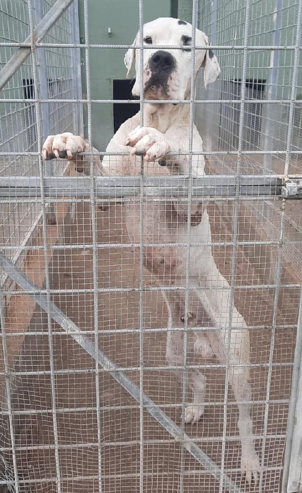 Una Casa Per Thor, Magnifico Dogo Argentino