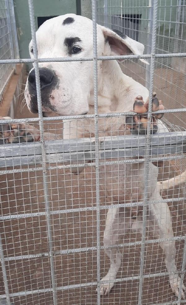 Thor, Dolce Dogo Argentino Cerca Casa! 