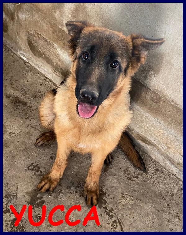 Yucca Fantastica Cucciola Pastore Tedesco 5  Mesi, Abbandonata In Canile Come Spazzatura!