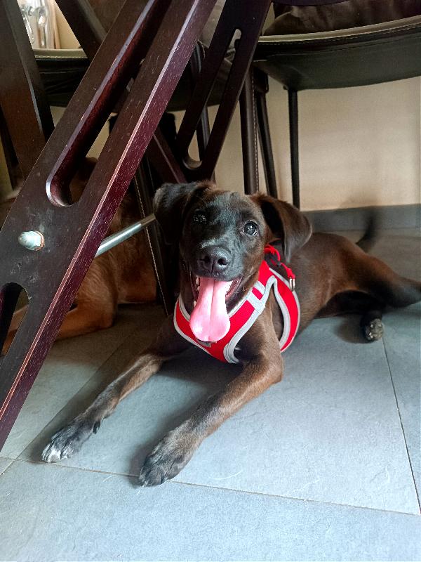 Kira, 5 Mesi Taglia Piccola 