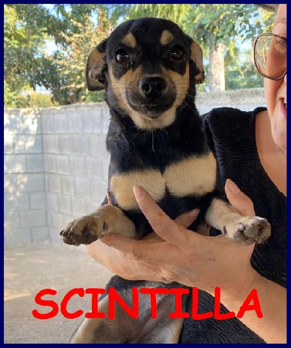 Scintilla Pinscherina 3 Anni, Taglia Piccola, Un'adorabile E Bellissima Nanetta In Cerca Di Casa!!!
