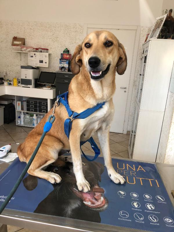 Stella Giovane Simil Saluki Taglia Media 