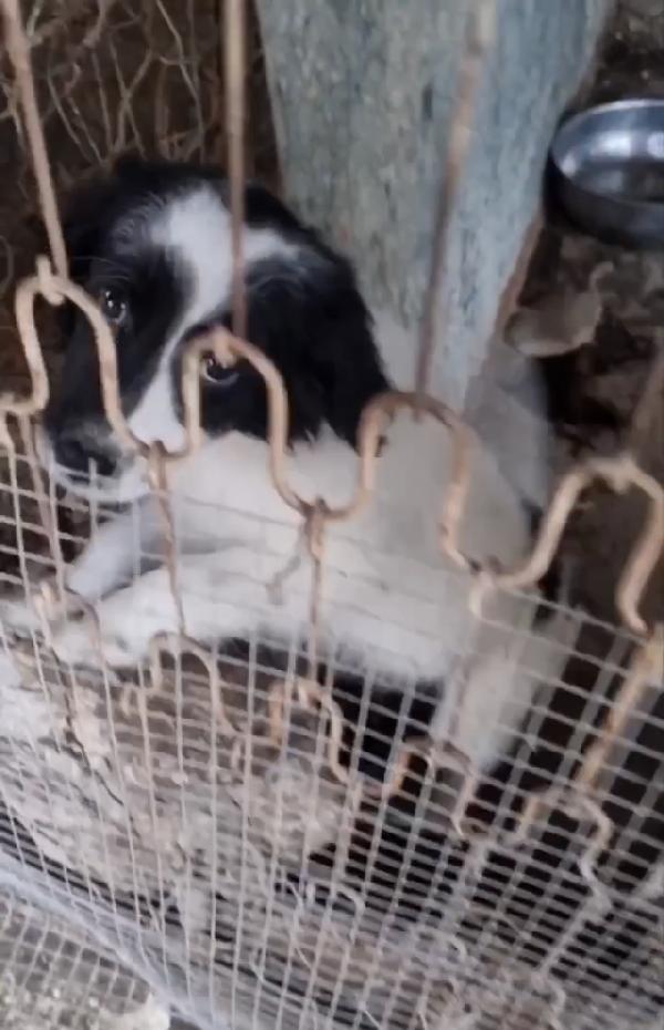 Cucciolo Blanco Cerca Casa 🏡 