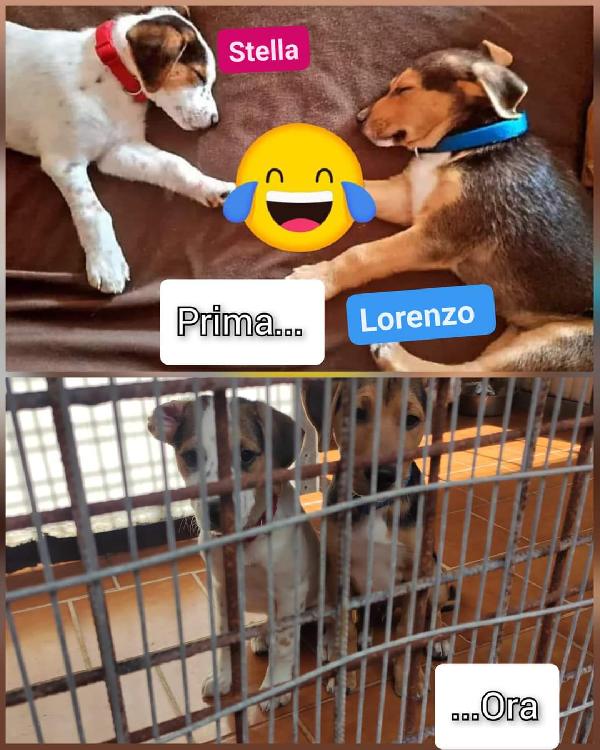 Cuccioli Tg Medio Piccola In Toscana 