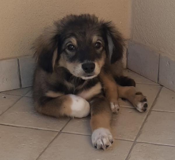 Una Casa Per Sam, Cucciolino Di 3 Mesi