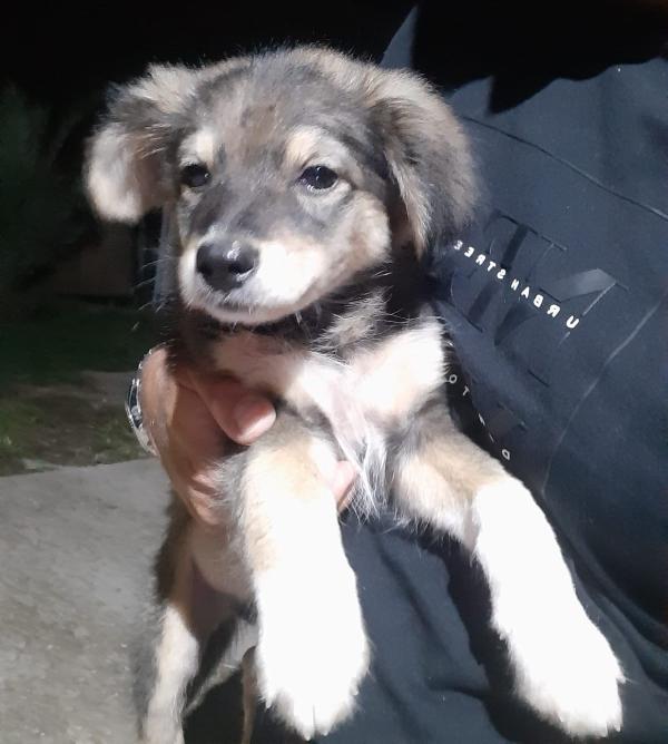 Sam, Cucciolino Di 3 Mesi, Futura Taglia Medio Piccola