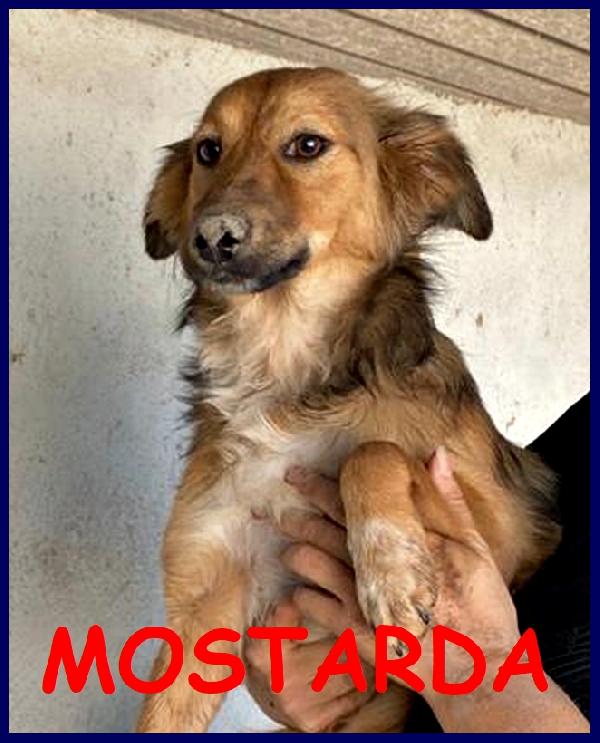 Mostarda Cucciolotta 7 Mesi Simil Volpina Tg Mediopiccola Ancora Non Ha Una Mamma Da Amare!