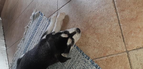 Cucciola incrocio Husky 2 mesi Foto 2