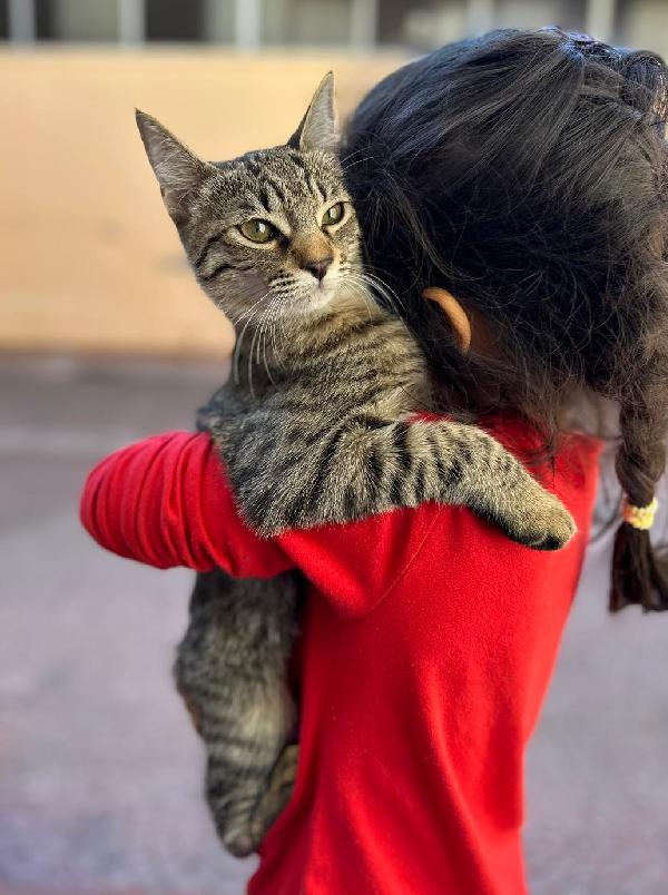 La Piccola Kitty Cerca Una Famiglia