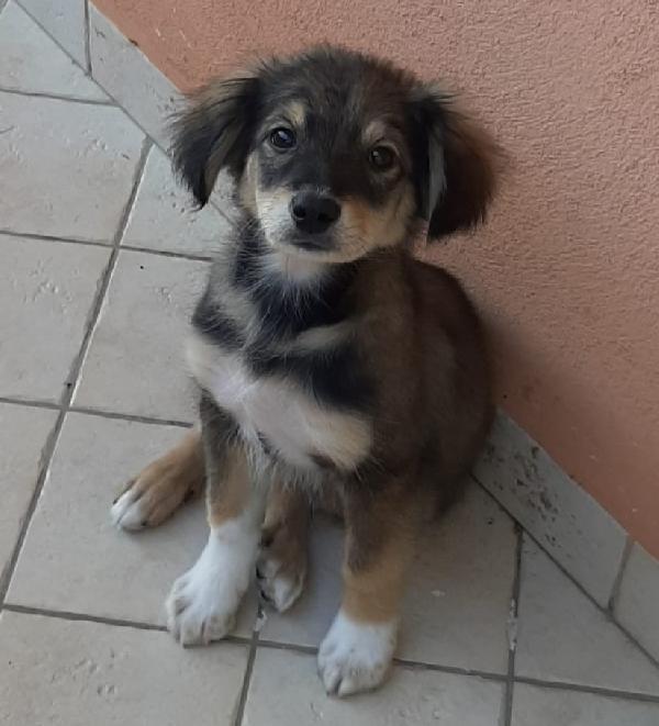 Sam, Cucciolino Di 3 Mesi Cerca Casa! 