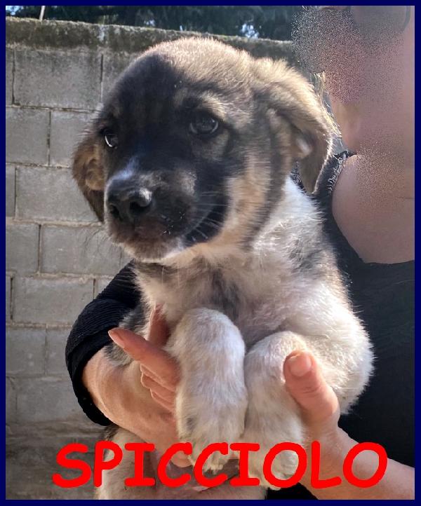 Spicciolo, Tenero Cucciolo 4 Mesi Tg Mediopiccola, Cerca Una Mamma Umana Che Cambi Il Suo Destino!