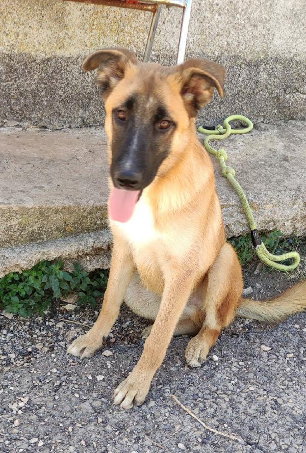 Filippo Cucciolotto Cerca Adozione 