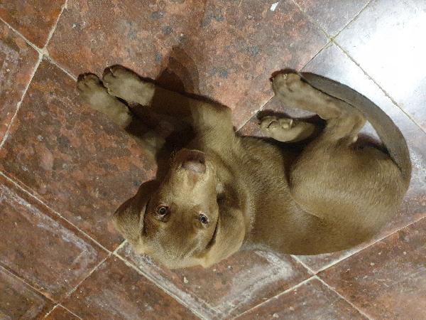 Cuccioli di weimaraner meticci 
