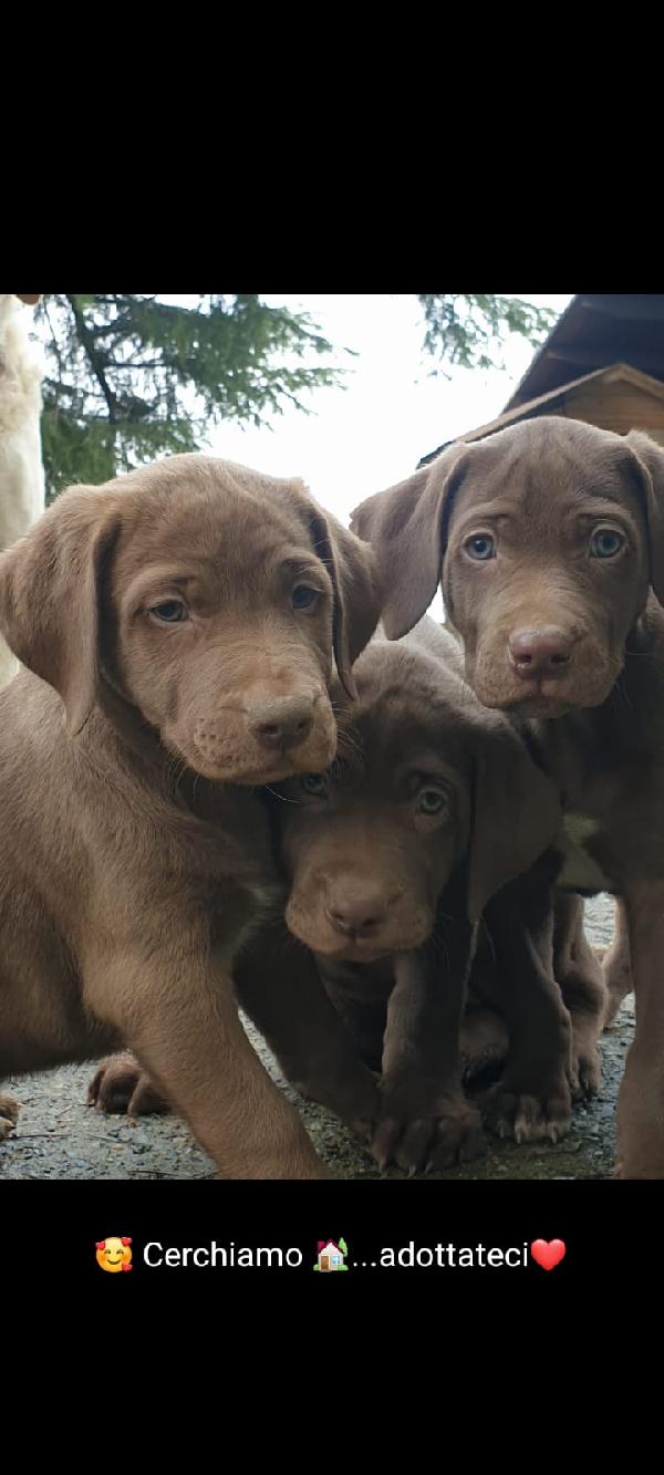 Cuccioli di weimaraner meticci  - media 3