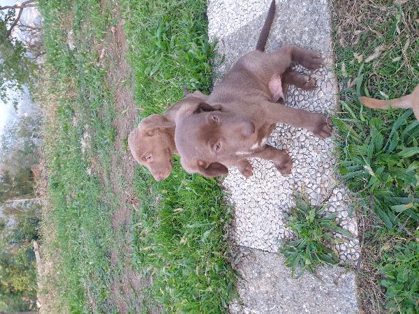 Cuccioli di weimaraner meticci  - media 4