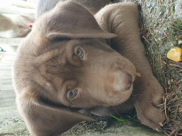 Cuccioli di weimaraner meticci  - media 5