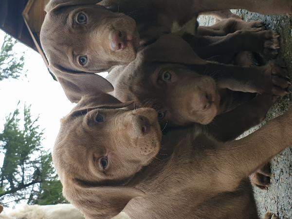 Cuccioli di weimaraner meticci  - media 6