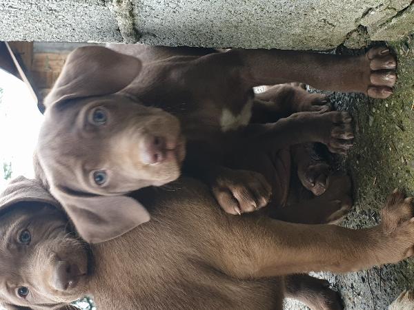Cuccioli di weimaraner meticci  - media 7