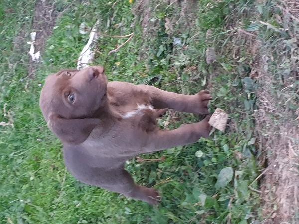 Cuccioli di weimaraner meticci  - media 8