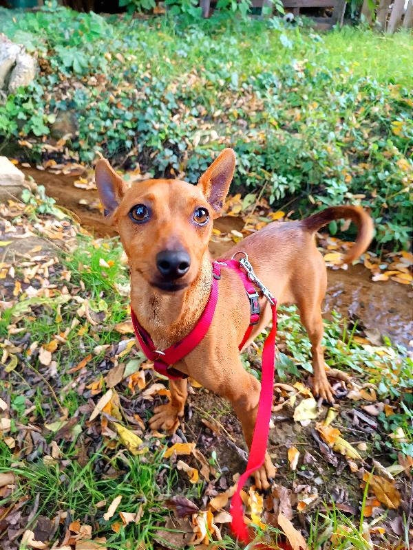 Pinscher Di 1 Anno E Mezzo, 4 Kg, Toscana 