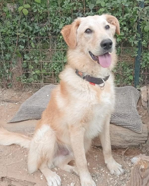 Zagor, Simil Golden Retriever! (10Mesi)