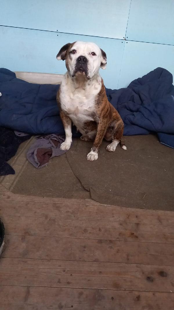 Aika, American Bulldog! (7 Anni)