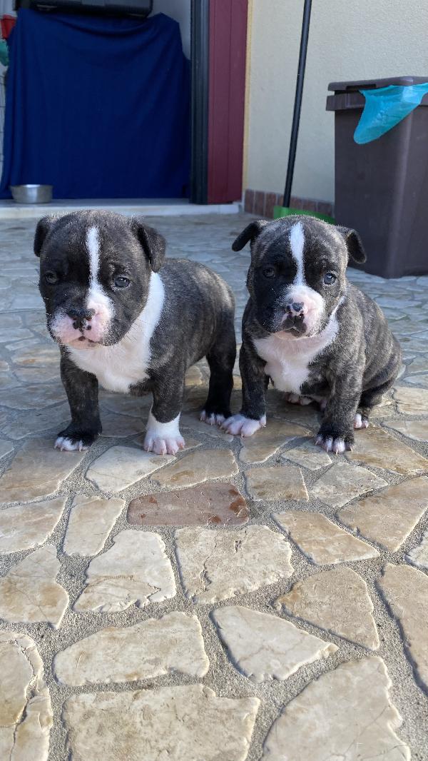 Regalo Cuccioli Incrocio Amstaff