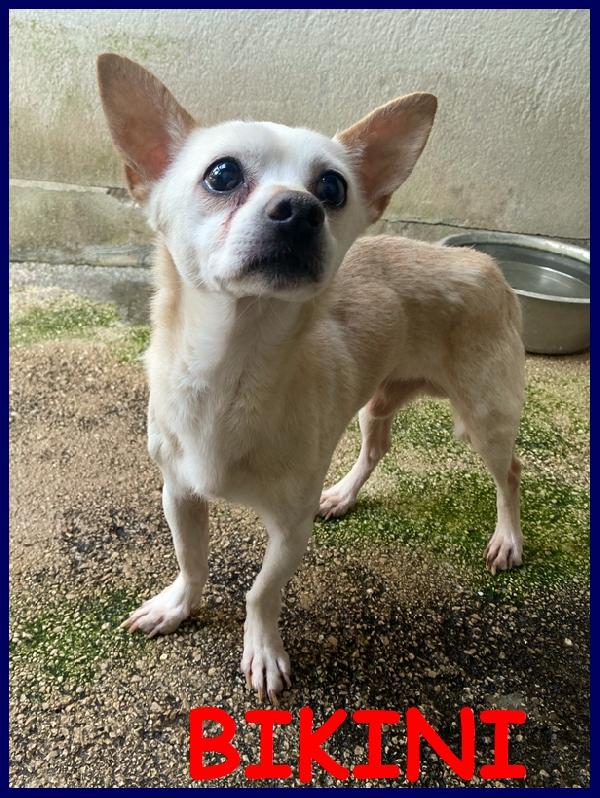 Bikini Dolce Simil Chihuahua 6 Kg, 5 Anni, La Sua Unica Speranza Di Sopravvivere E' Uscire Dalla Gabbia!!