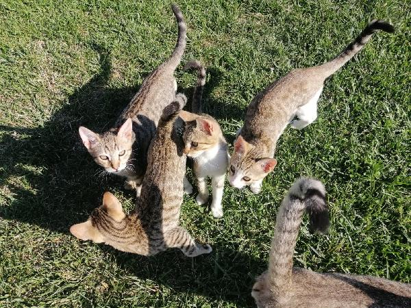 Affido Gatti Tigrati Zona Cerveteri