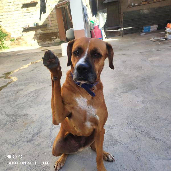 Femmina simil Boxer di 2 anni Foto 4