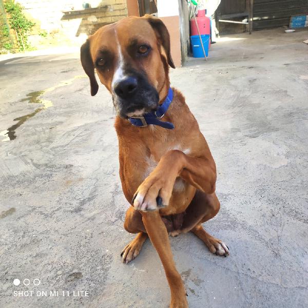 Femmina simil Boxer di 2 anni Foto 5