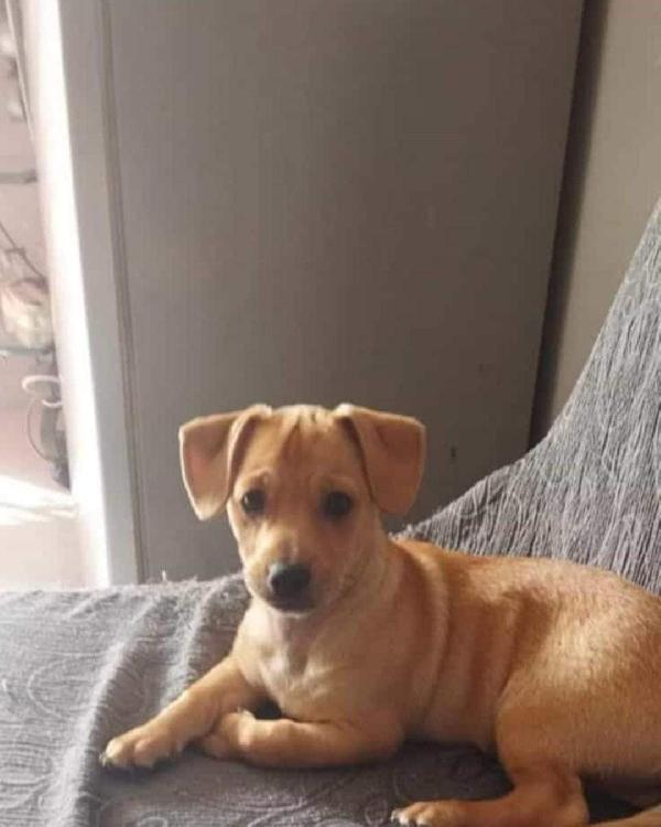 Cucciolo, Taglia Medio-Contenuta! 