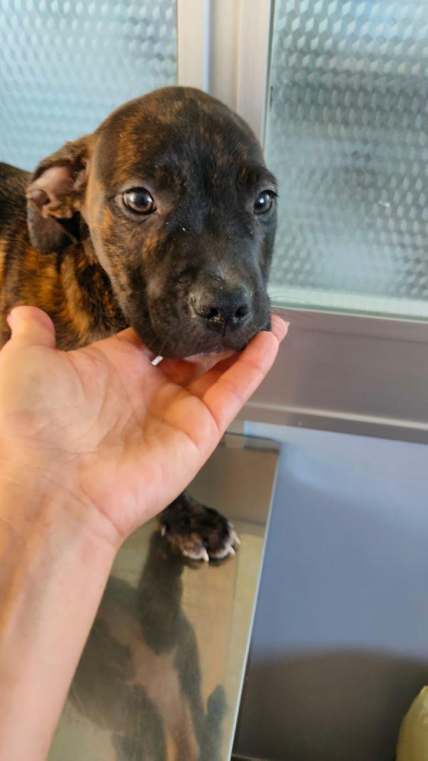 Cucciolo Mix Pitbull In Adozione 