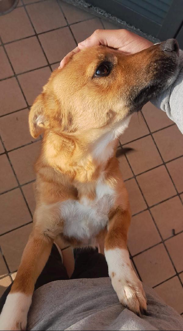 Cucciola Taglia Piccola 