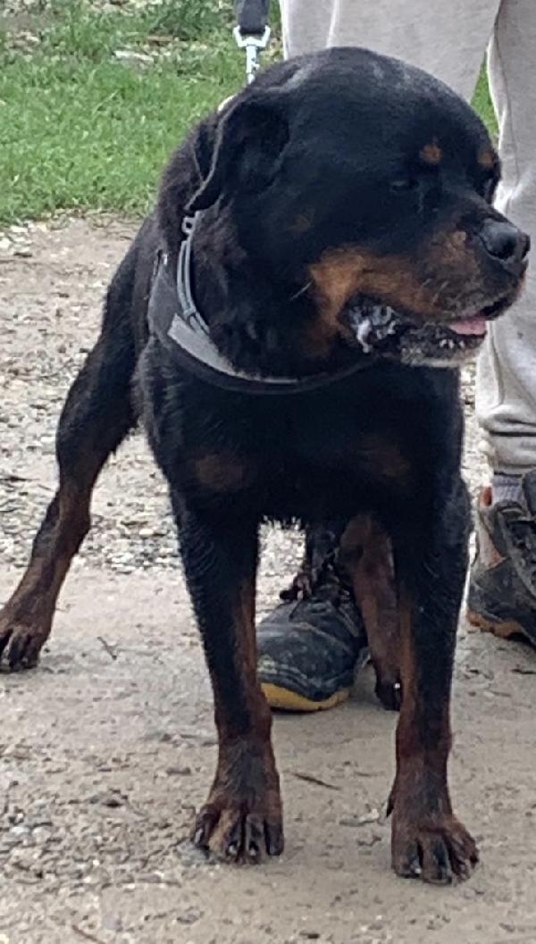 Rocco un piccolo Rottweiler  Foto 2