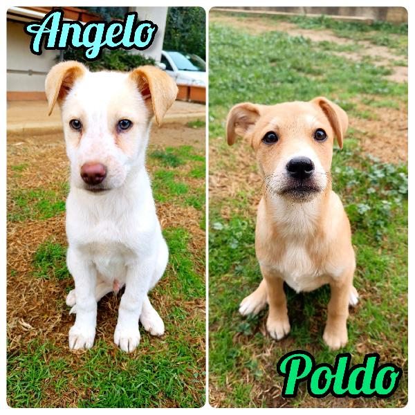 Cuccioli Taglia Medio Piccola In Toscana 