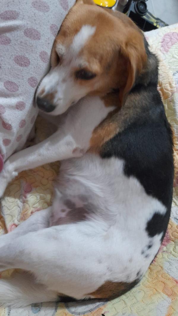 Lady Beagle In Adozione