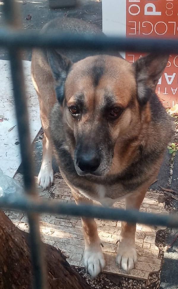 Argo Cerca Urgentemente Una Casa