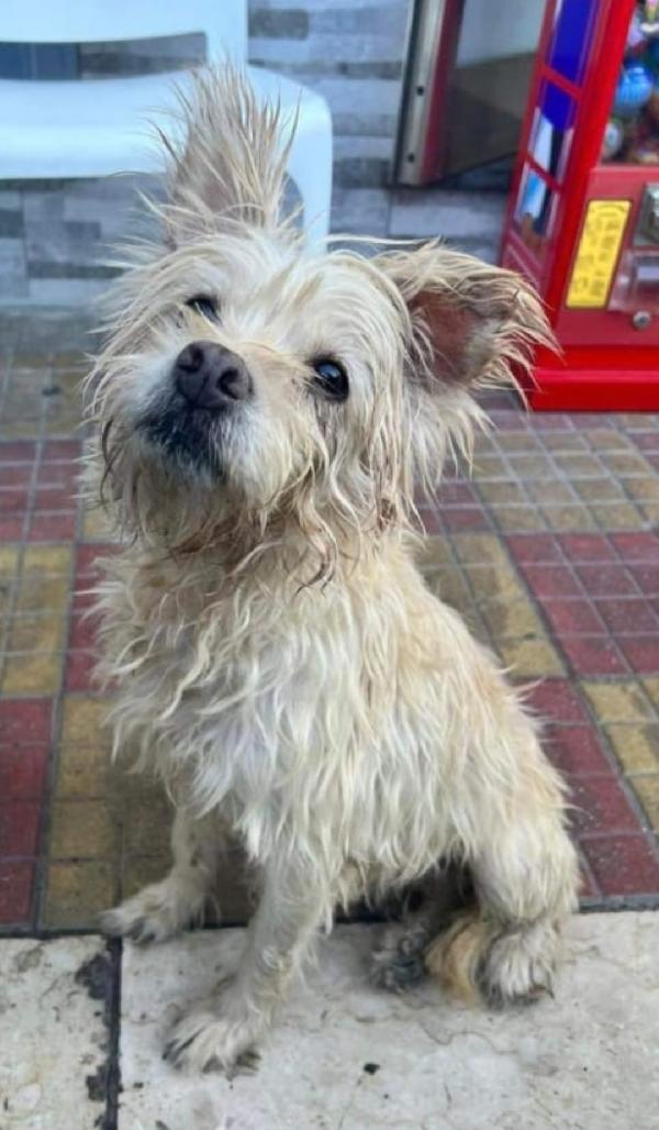 Naná, Yorkina Abbandonata 