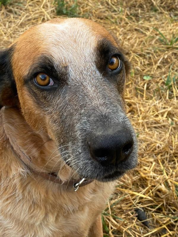 Lucky, Il Cane Che Non Vuole Nessuno! (30Kg)