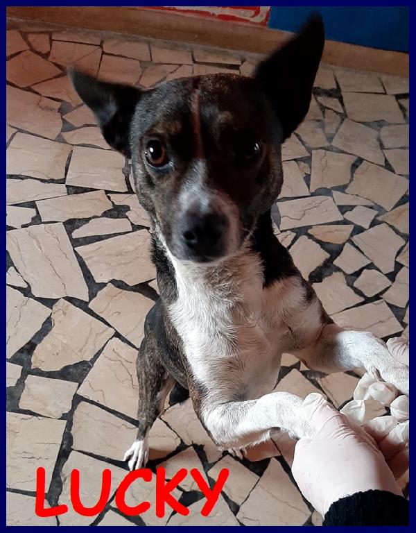 Lucky 3-4 Anni, Tg Piccola , E' Perfetto E Merita Un Futuro Luminoso Con Una Bella Famiglia!