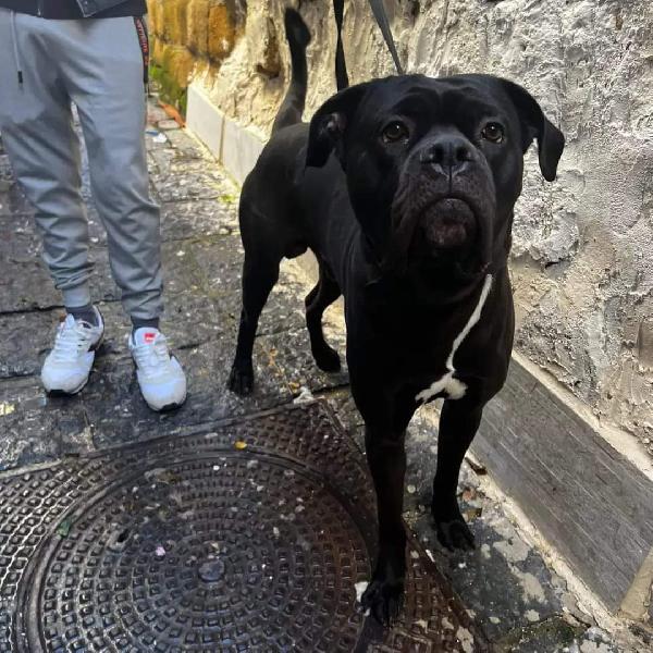 Cane Corso Nero, Due Anni!