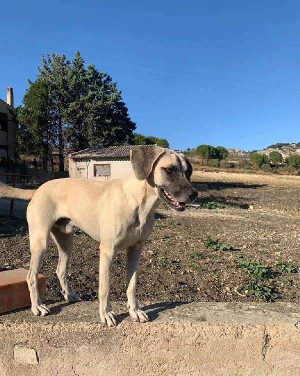 LUPIN cerca casa  Foto 2