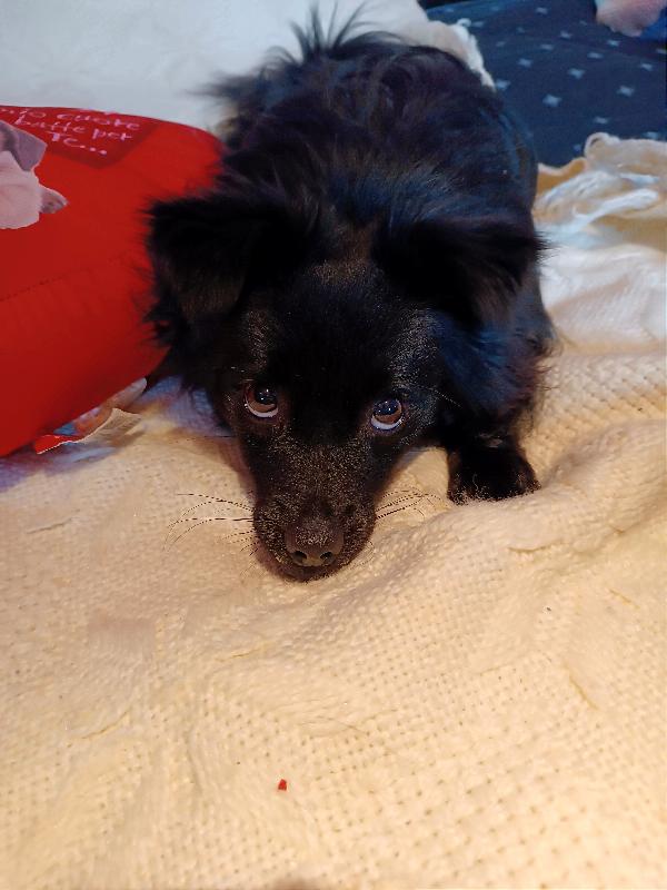 Volpino Abbandonato Perché "Sorride"