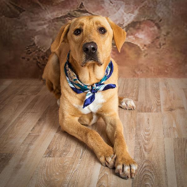 Porthos, Il Gigante Buono, Di Soli 10 Mesi Simil Labrador