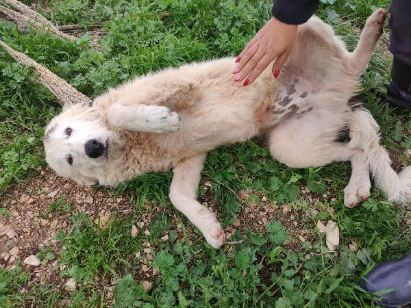 Romanof cucciolotto in adozione  Foto 3