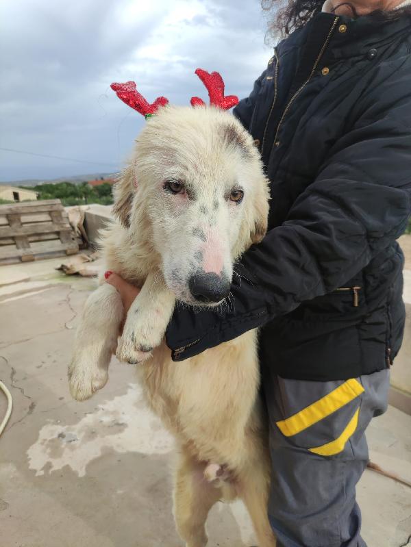 Romanof cucciolotto in adozione  Foto 4